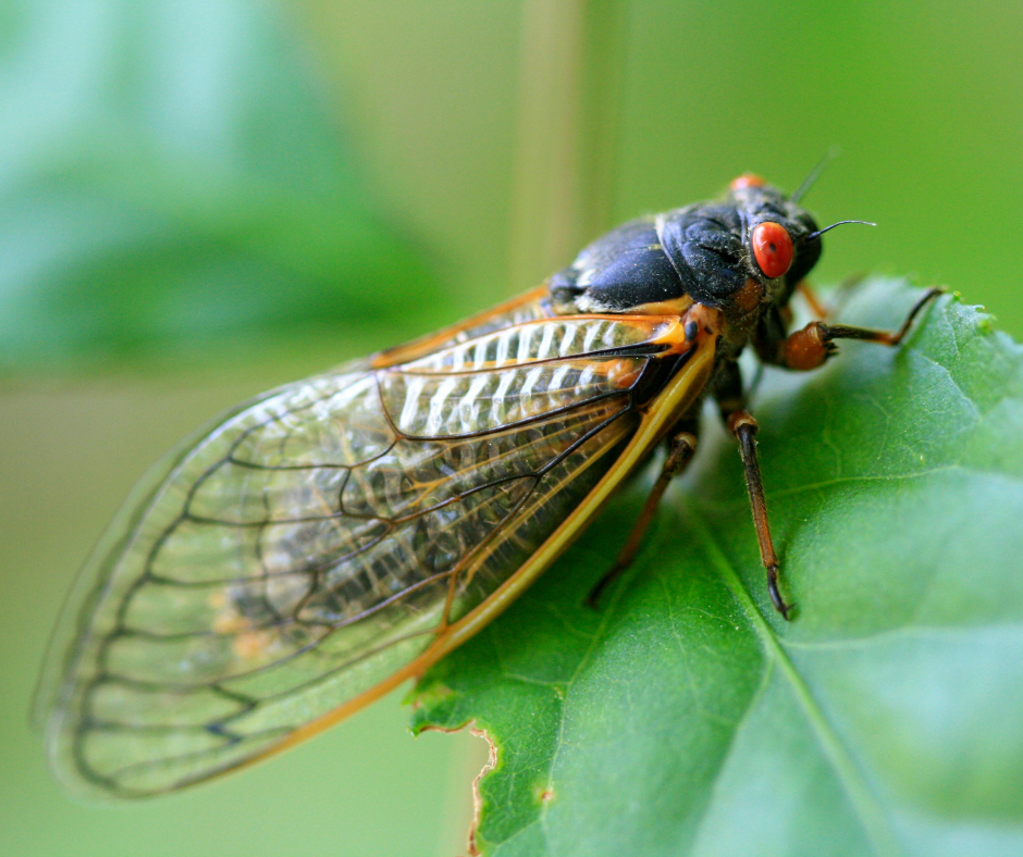 Why do cicadas sing?