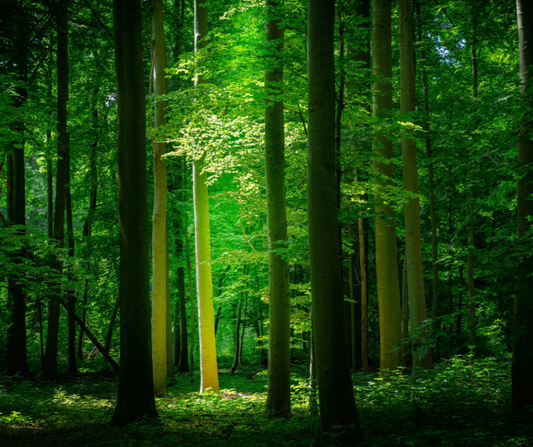 CMY Cubes: Forests Feel Calming.